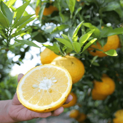 Craft sweet orange syrup